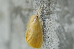 Beautiful little yellow butterfly perched on the wall Eurema andersoni,  Thai butterfly photo