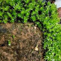 Macro shot of bright green moss in the garden in the afternoon. photo