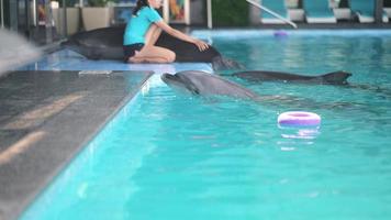 los delfines en la piscina hacen trucos siguiendo las órdenes del entrenador video