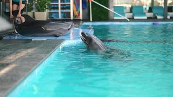 Trainer pulls dolphin by tail at poolside while other dolphins watch from pool video