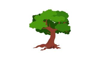 árbol verde caducifolio con raíces expuestas ilustración vectorial aislada vector