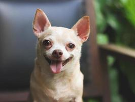 fat brown short hair  Chihuahua dog sitting on black vintage armchair in the garden,  smiling and looking at camera. photo