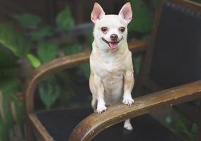 brown short hair  Chihuahua dog stadning  on black vintage armchair in the garden,  smiling and looking at camera. photo