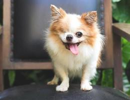 one eye disablity chihuahua dog standing on black vintage chair in the garden, smiling with his tongue out photo