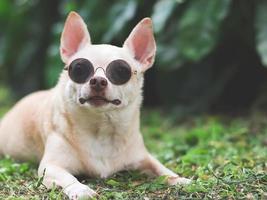 brown chihuahua dog wearing sunglasses lying down on  green grass in the garden. photo