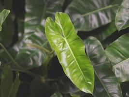 bright green leaves off Philodendron burle marx. photo