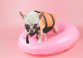 lindo perro chihuahua de pelo corto marrón con gafas de sol y chaleco salvavidas naranja o chaleco salvavidas de pie en un anillo de natación rosa, aislado en un fondo rosa. foto