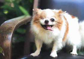 eye disablity long hair chihuahua dog standing on black vintage chair in the garden, smiling with his tongue out