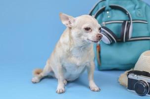 cute brown short hair chihuahua dog  sitting  on blue background with travel accessories, camera, backpack, headphones and straw hat. travelling  with animal concept. photo