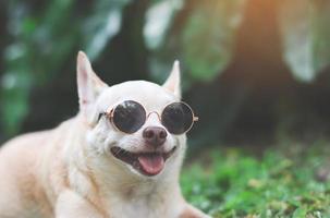 brown chihuahua dog wearing sunglasses lying down on  green grass in the garden, smiling with his tongue out. photo
