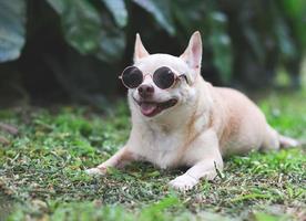 brown chihuahua dog wearing sunglasses lying down on  green grass in the garden, smiling with his tongue out. photo