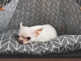sleepy moody white short hair Chihuahua dog lying down on grey mattress in teepee tent looking at camera. Chihuahua dog does not want to wake up. photo