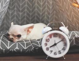 sleepy moody white short hair Chihuahua dog lying down on grey mattress in teepee tent  with alarm clock infront of her. Chihuahua dog does not want to wake up. photo