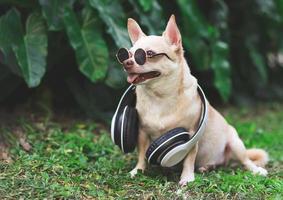 perro chihuahua marrón con gafas de sol y auriculares alrededor del cuello sentado en la hierba verde en el jardín. foto