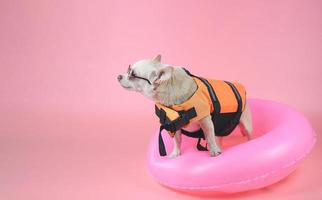 cute brown short hair chihuahua dog wearing sunglasses and orange life jacket or life vest standing in pink swimming ring looking at copy space, isolated on pink background. photo