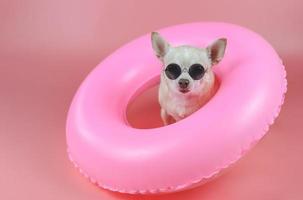 cute brown short hair chihuahua dog wearing sunglasses  sitting  in pink swimming ring, isolated on pink background. photo