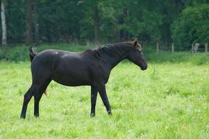 horses on a germa field photo