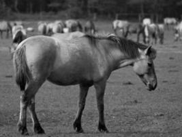 widl horses in germany photo