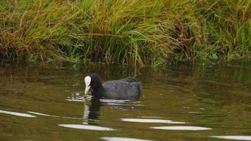 Black coot  Fulica atra  making a dive into a lake for fodder video