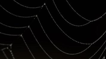 dichtbij omhoog visie van draden van spin web gedekt met druppels van vochtig. rek focus. video