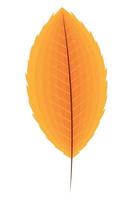 orange autumn season leaf vector