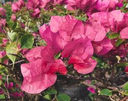 Blooming bougainvillea flowers background. Bright  bougainvillea flowers as a floral background. photo