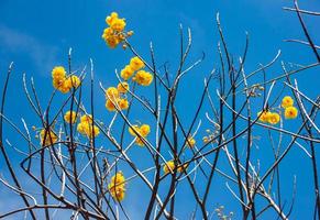 Yellow flowers that bloom brightly in the morning photo