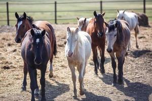 enorme manada de caballos en el campo. raza de caballo de tiro bielorruso. símbolo de libertad e independencia foto