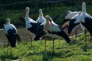 storks, in germany photo