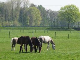 caballos en el muensterland alemán foto