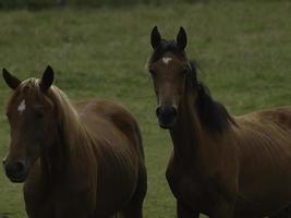 wild horses on a meadow in westphalia photo