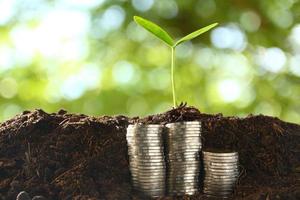 Small trees on a pile of coins. Underground The backdrop is green. photo