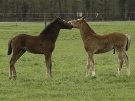 Horses in westphalia photo