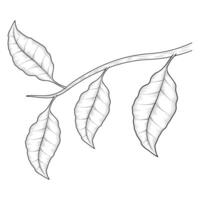branch with leafs vector