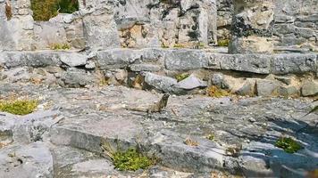 iguana en roca tulum ruinas maya sitio templo pirámides méxico. video