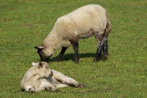 sheeps and lambs photo