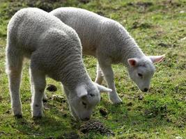 sheeps in the german muensterland photo