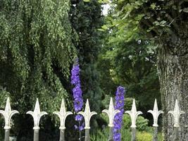 Bleeding flowers in the garden photo