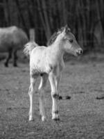 wild horses in germany photo