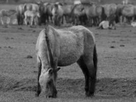 Wild horses in germany photo