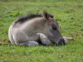 wid horses herd in germany photo