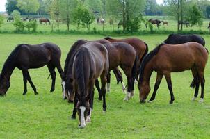 Horses and foals in germany photo