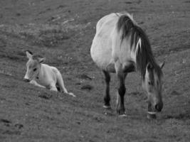 widl horses in germany photo