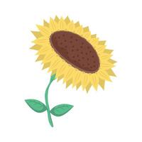 sunflower spring season vector