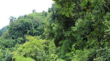 Imágenes de 4k de vistas a la ladera y senderos para caminatas con árboles verdes. colinas verdes y vistas a la montaña con bosque denso. vistas al paisaje montañoso y árboles verdes con un cielo azul. imágenes de la carretera montañosa de la jungla. video