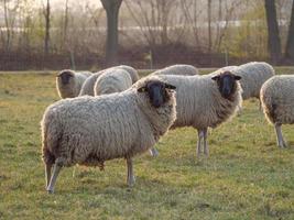 sheeps on a german meadow photo