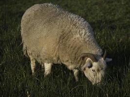 ovejas en un prado en alemania foto