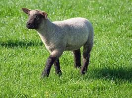 shheps and lambs in germany photo