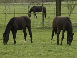 horses on a german meadow photo