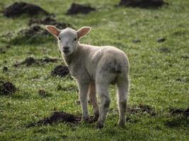 lambs on a meadow in germany photo